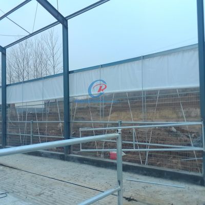Staal-metalen schuren bouw, prefab staal schuren voor melkveehouderij