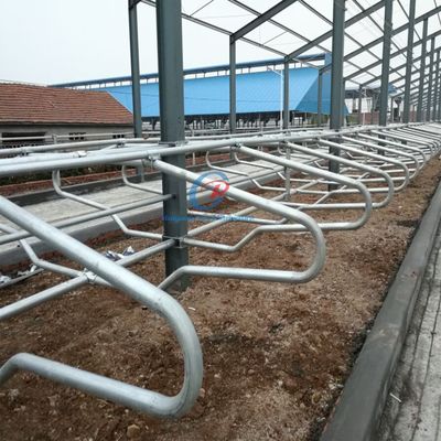 Op maat gemaakte staalconstructie Kooienstal Gebouw Prefab vee melkveehouderij Metalen frame sheds