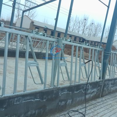 Stevige staalconstructie koeienhok Contemporary Steel dairy barns